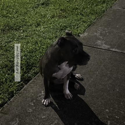 Picture of dog found at Miami