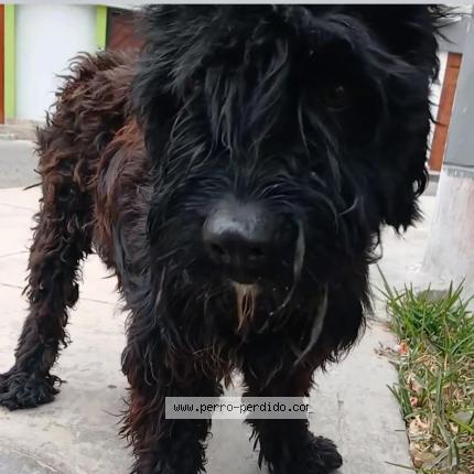 Photo 1/1 Found dog Found in Lima