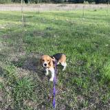 Picture of dog lost at Nyons