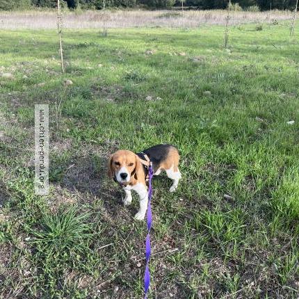 Photo 1/1 Hunter Chien lost in Nyons