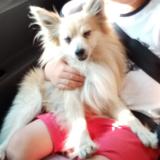 Picture of dog lost at Lyon