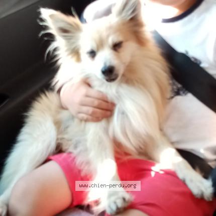 Photo 1/1 VOLE Chien lost in Lyon