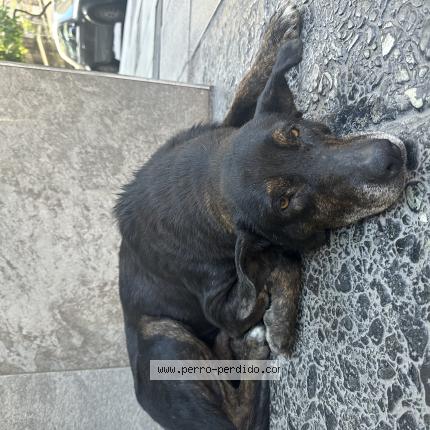 Photo 1/1 Found dog Found in Buenos aires