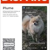 Picture of dog lost at Le Chesnay Rocquencourt