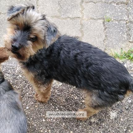 Photo 1/3 Golem Chien lost in Bonny sur loire
