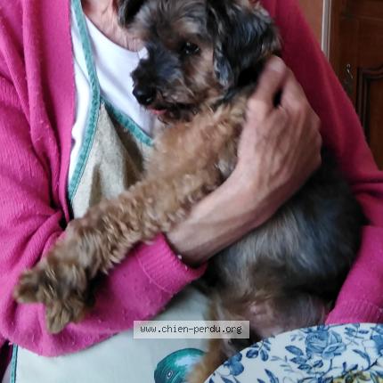 Photo 2/3 Golem Chien lost in Bonny sur loire