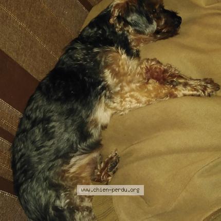 Photo 3/3 Golem Chien lost in Bonny sur loire