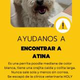 Picture of dog lost at Cajamarca Peru