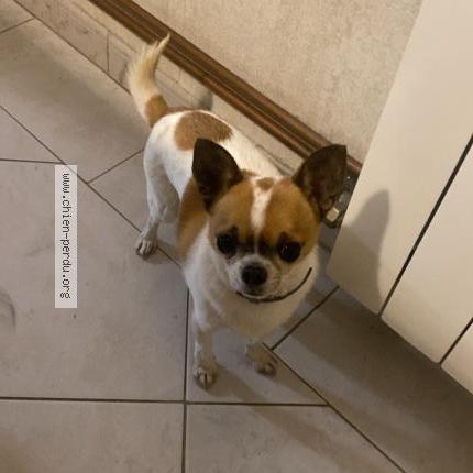 Photo 1/1 Pioum Chien lost in Courtempierre