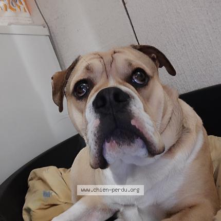 Picture of dog lost at Saint Sulpice De Faleyrens