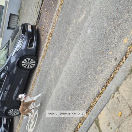 Foto 1/1 Hond teruggevonden Gevonden in Laeken
