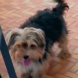 Photo of a dog found in Petit Bourg