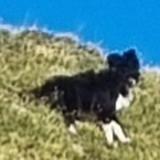 Picture of dog lost at Entressen