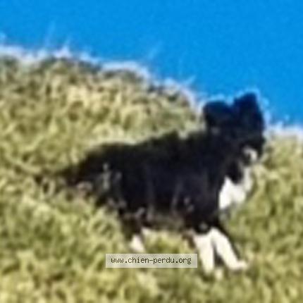 Photo 1/1 Dog reunited Lost in Entressen