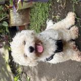 Picture of dog lost at Salazie