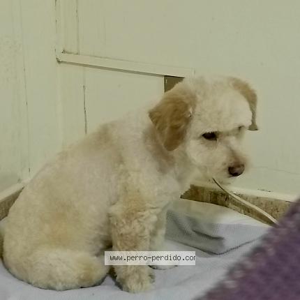 Photo 1/1 Found dog Found in Cbba