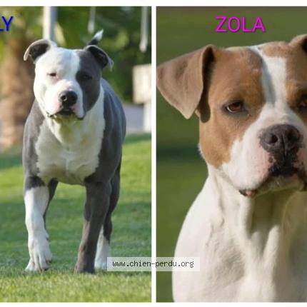 Photo 1/1 Zola Dog lost in Dompierre sur authie