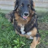 Picture of dog lost at Saix