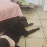 Picture of dog lost at Nassigny