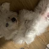 Picture of dog lost at Balma