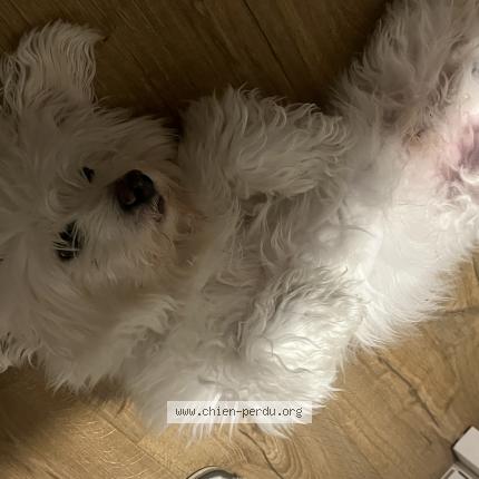 Photo 1/1 iggy Chien lost in Balma