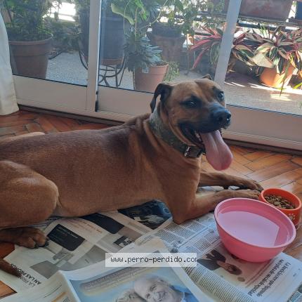 Photo 1/1 Found dog Found in Ciudad autonoma de buenos aires