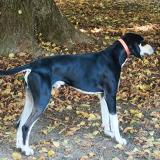 Picture of dog lost at Senenne