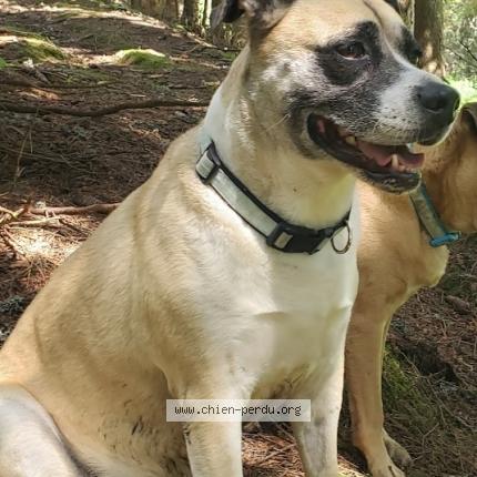 Picture of dog lost at Nimes
