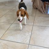 Picture of dog lost at Salles De Barbezieux