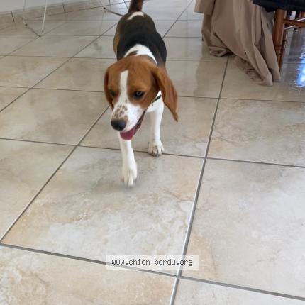 Photo 1/1 Uska Chien lost in Salles de barbezieux