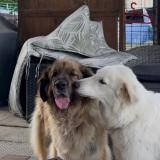 Picture of dog lost at Arsague