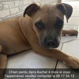 Picture of dog lost at Auchel