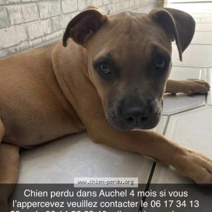 Photo 1/1 Chipie Chien lost in Auchel