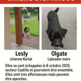 Picture of dog lost at Castilly