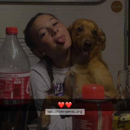 Photo 1/1 Locky Chien lost in Rouvroy