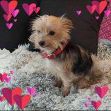 Picture of dog lost at Artanne