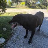 Picture of dog found at Lancon Provence