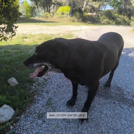 Photo 1/1 Found dog Found in Lancon provence