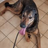 Picture of dog found at Trevieres