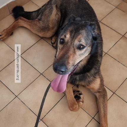 Photo 1/1 Found dog Found in Trevieres