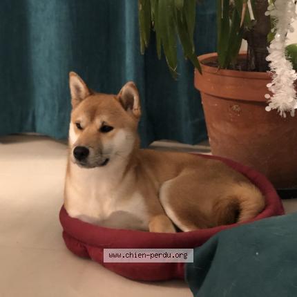 Photo 1/1 Patchy Chien lost in Caluire et cuire