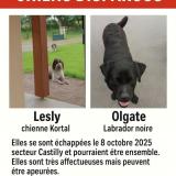 Picture of dog lost at Castilly