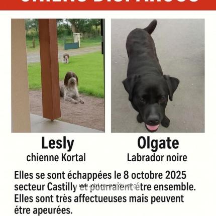 Photo 1/1 LeslieetOlgate Chien lost in Castilly
