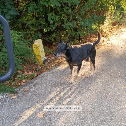 Photo 1/1 Found dog Found in Toulouse