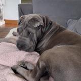 Picture of dog lost at Lacabarede