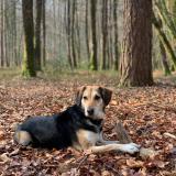 Picture of dog lost at Neuilly Sur Eure