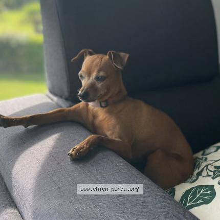 Photo 1/1 Dog reunited Lost in Quincampoix