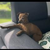 Picture of dog lost at Quincampoix