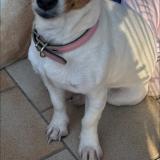 Picture of dog lost at Oulches