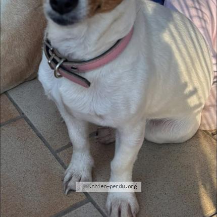 Photo 1/1 Vénus Dog lost in Oulches